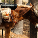 A Marine secures a M252 81mm mortar to a mule at the Marine Corps Mountain Warfare Training Center Bridgeport, Calif., Oct. 13, 2012.